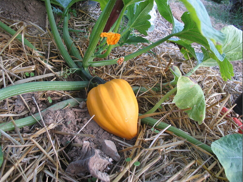 Acorn squash "Table Gold", Желудевая тыква